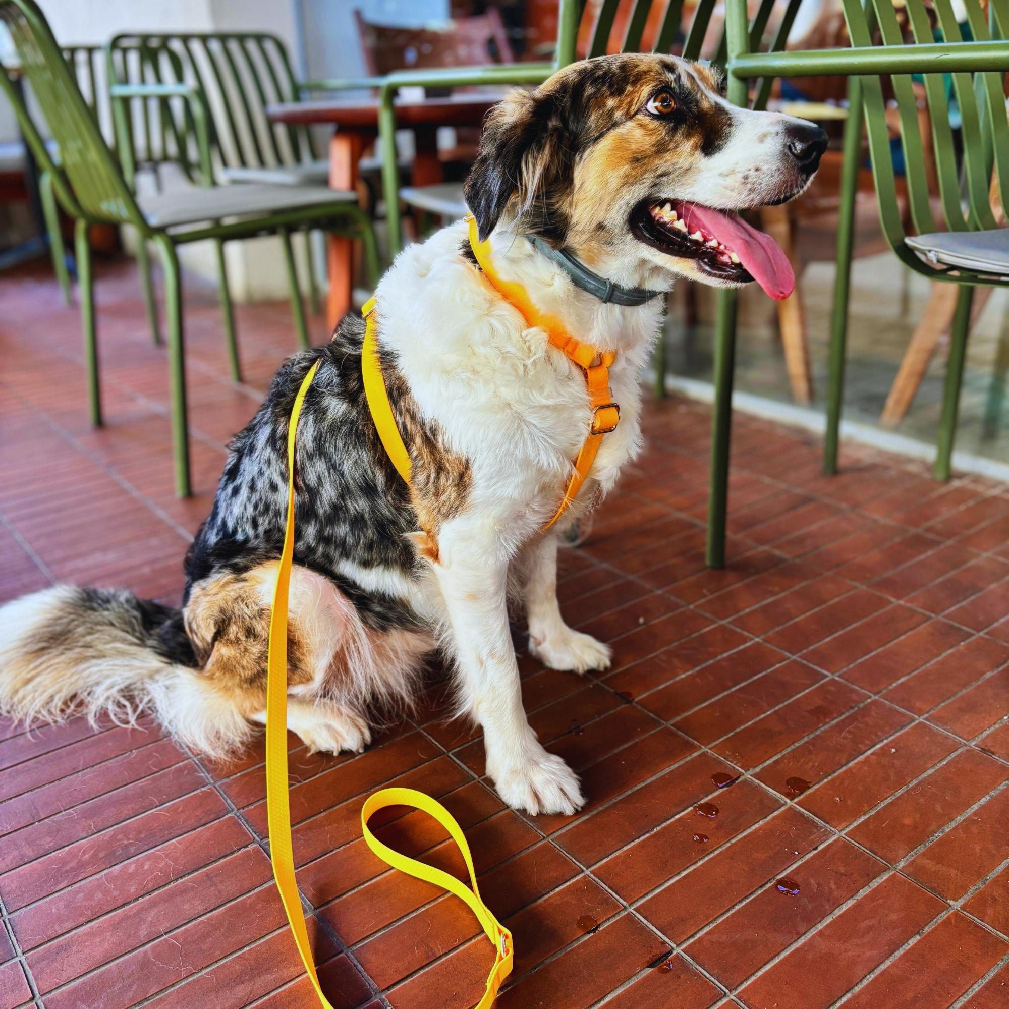 Orange Waterproof Dog Harness and Leash Set