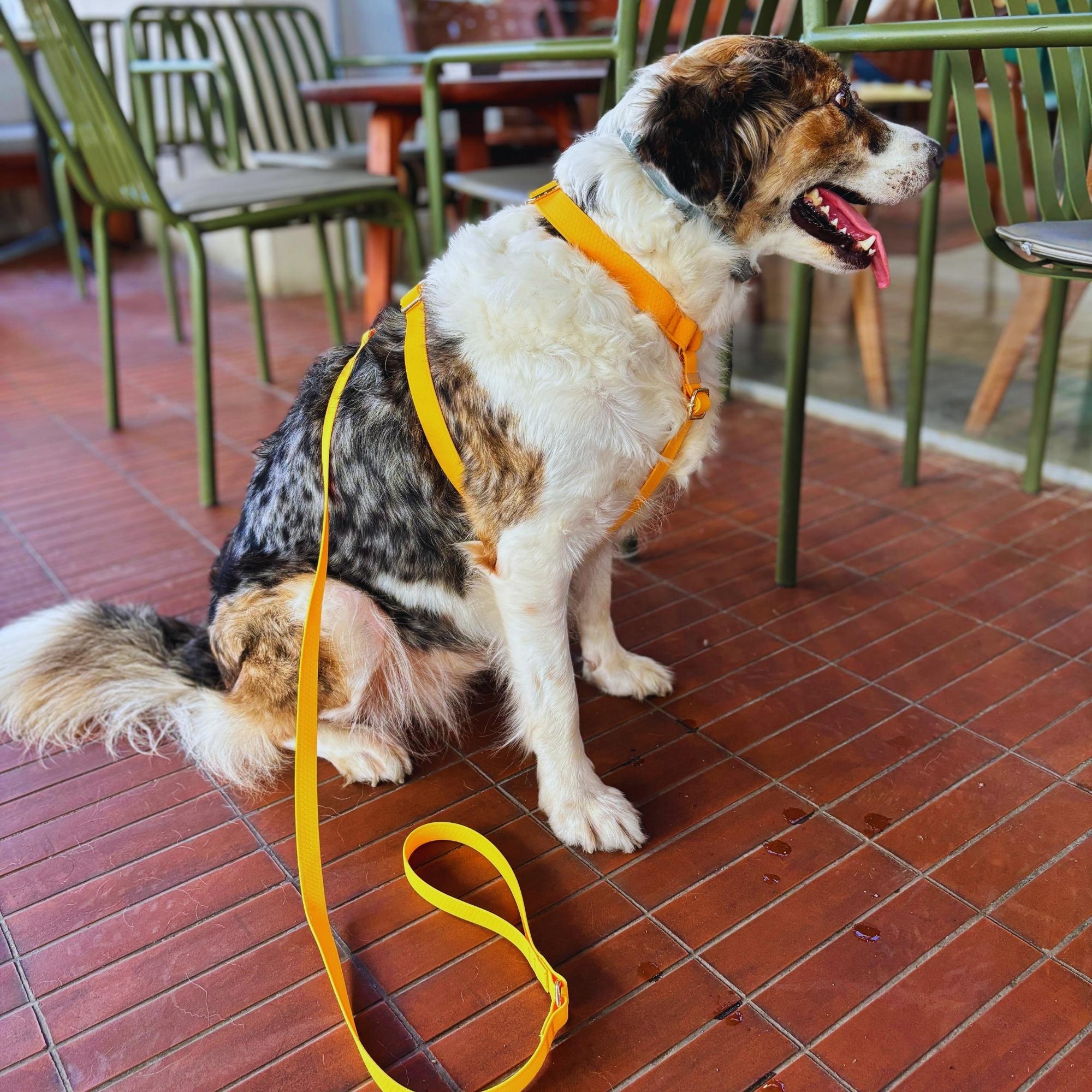 Orange Waterproof Dog Harness and Leash Set