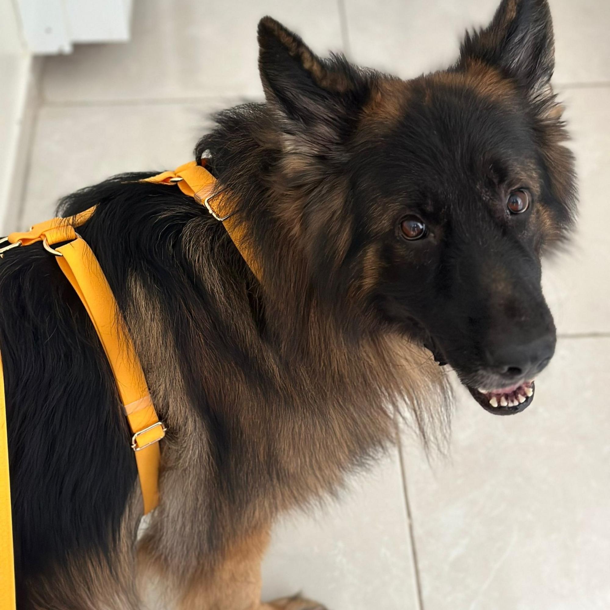 Orange Waterproof Dog Harness and Leash Set