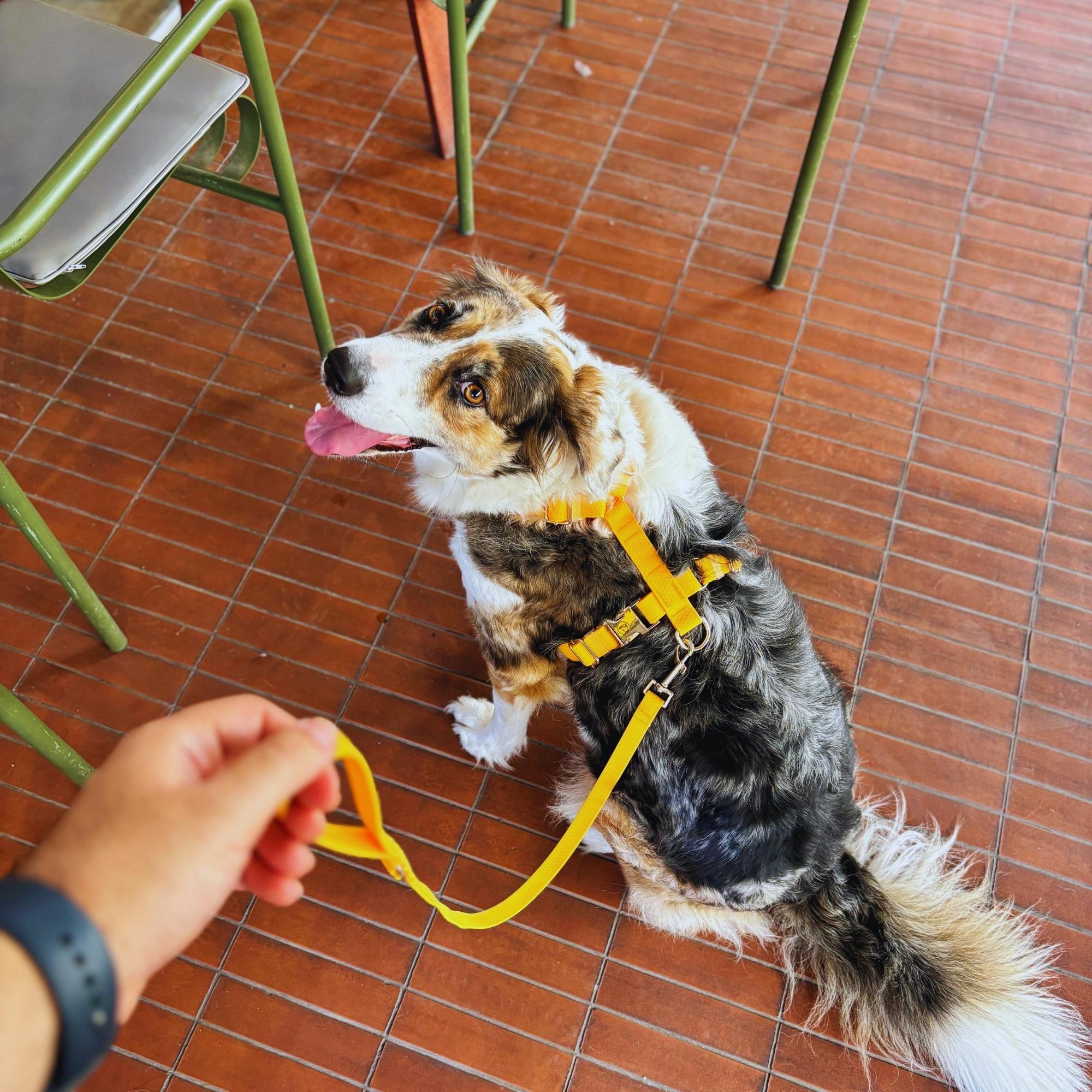 PattePatte orange waterproof harness on dog