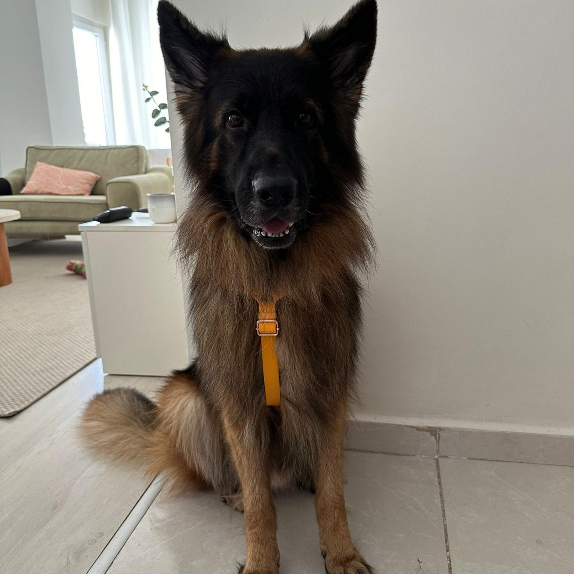 Orange Waterproof Dog Harness and Leash Set