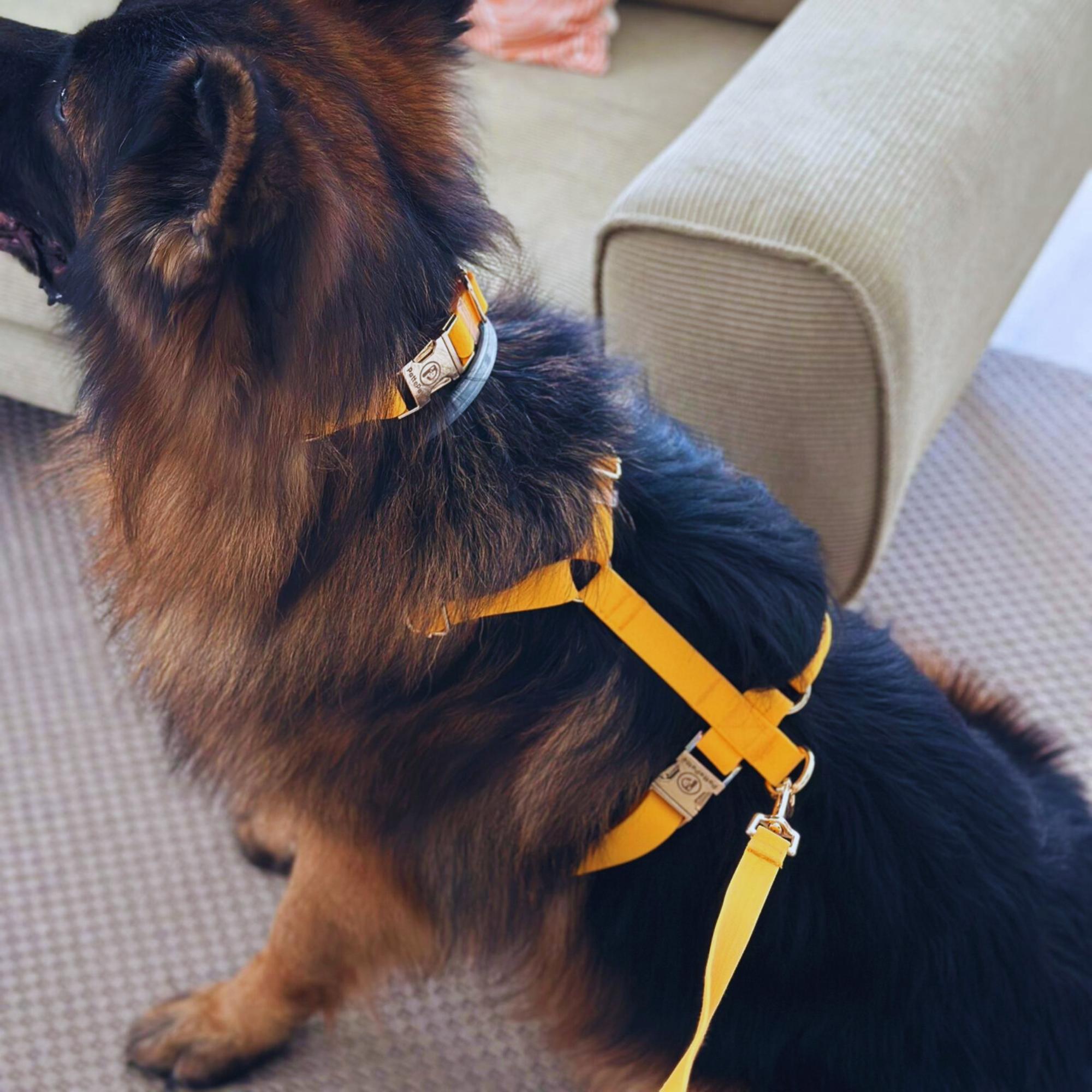 Orange Waterproof Dog Harness and Leash Set