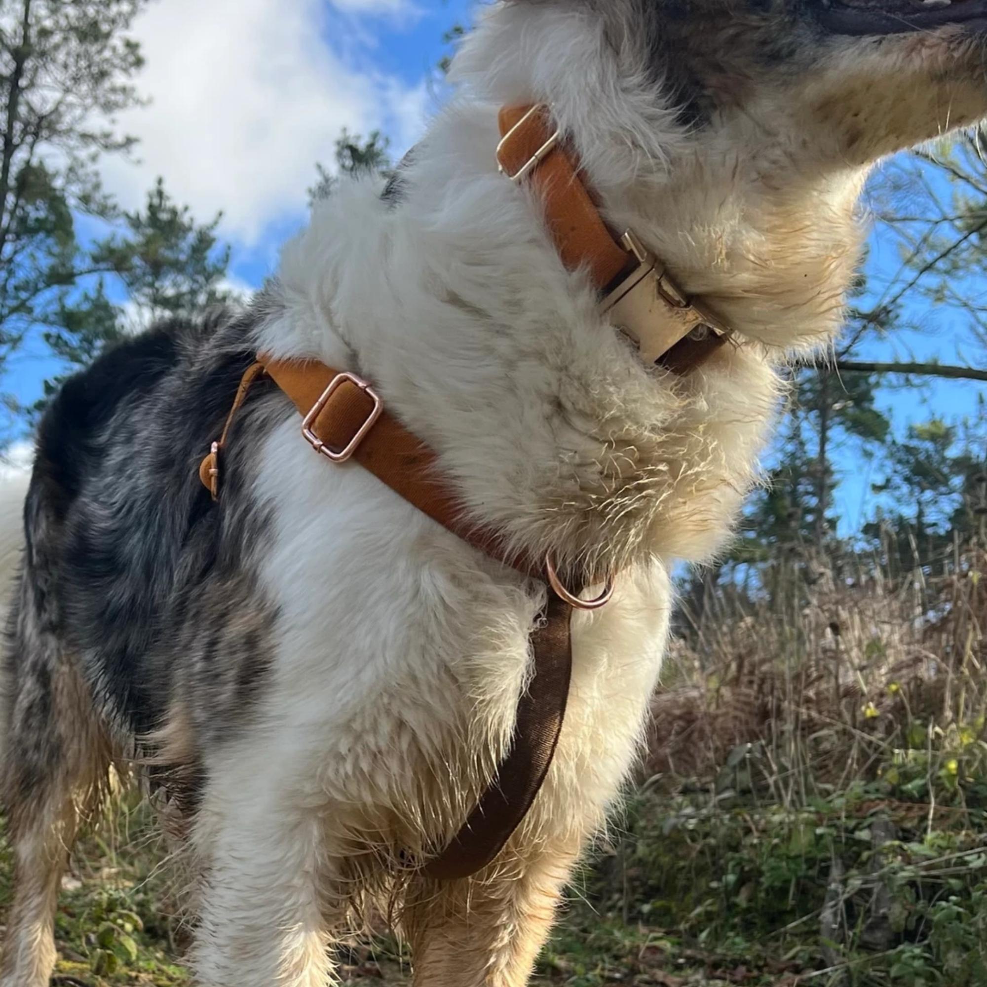 Soft Tissue Collar and Harness
