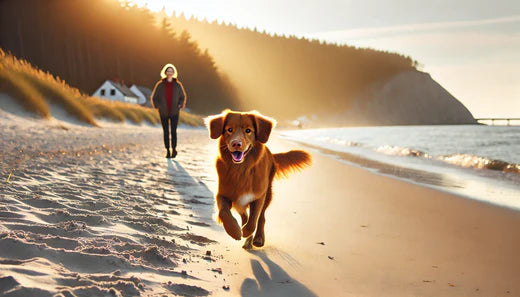 10 Tips for Nova Scotia Duck Tolling Retrievers
