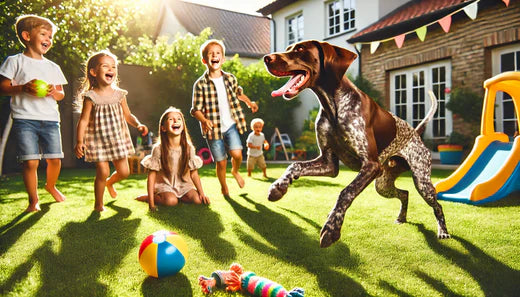 Why Pointer Makes a Great Pet