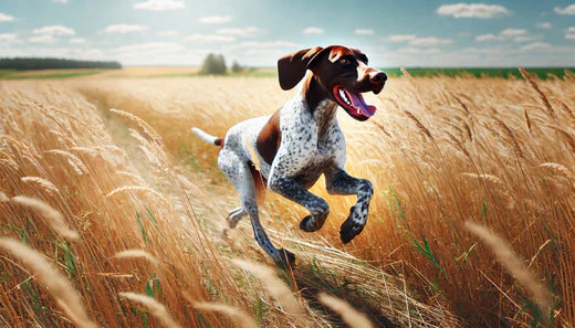 How to Keep Your Pointer Healthy and Happy