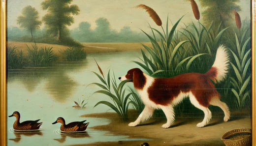 The History of Nederlandse Kooikerhondje