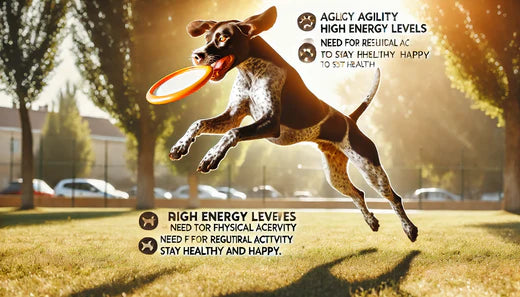 10 Facts You Didn’t Know About Pointer
