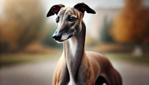 Greyhound: The Fast and Gentle Companion