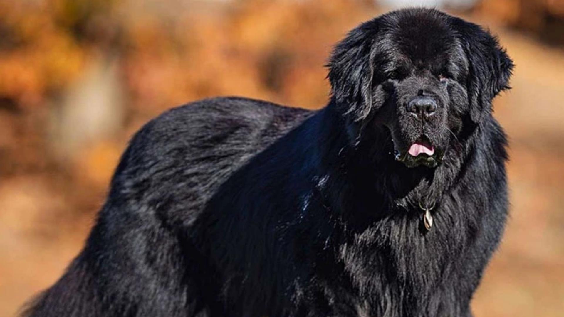 the Newfoundland dog