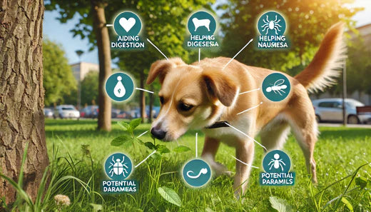 why do dogs eat grass