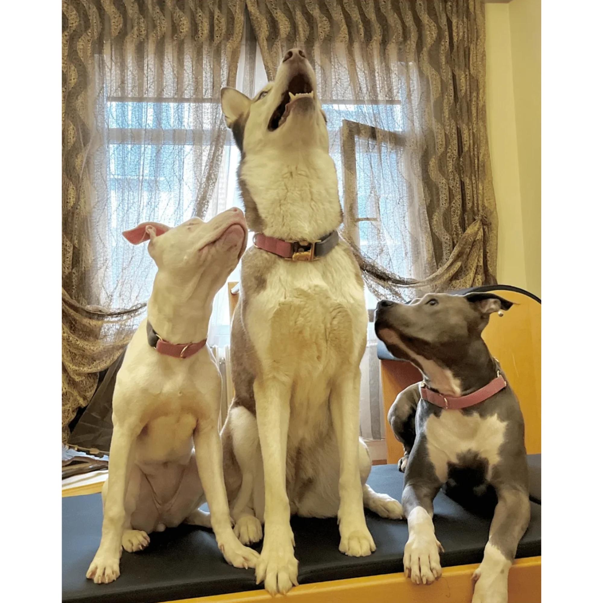 GoPawGo Supreme Dog Collar